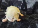 Blue Bicolor Girl - Ragdoll Kitten For Sale - Columbia&comma; MD&comma; US