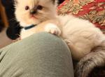 Dauphin Ragdolls Male Kitten - Ragdoll Kitten For Sale - 