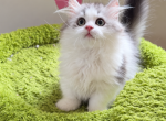DoDo - Minuet Kitten For Sale - San Jose&comma; CA&comma; US