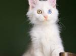 Cocos - Maine Coon Kitten For Sale - Miami&comma; FL&comma; US