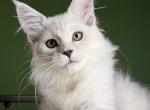 Richard - Maine Coon Kitten For Sale - Miami&comma; FL&comma; US
