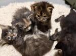 Chanel litter - Maine Coon Kitten For Sale - 
