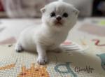 Scottish Fold male kitten snow white - Scottish Fold Kitten For Sale - Sterling&comma; VA&comma; US