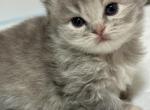 Pearl fold long hair - Scottish Fold Kitten For Sale - 