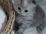 Pearl Scottish fold long hair - Scottish Fold Kitten For Sale - 