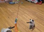 Athena - Siamese Kitten For Sale - Scranton&comma; PA&comma; US