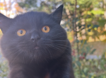Pumpkin - British Shorthair Kitten For Sale - 