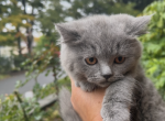 Simba - British Shorthair Kitten For Sale - 