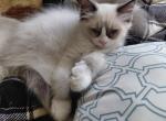 Purrito - Ragdoll Kitten For Sale - Bigmount&comma; PA&comma; US