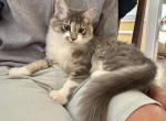 Bunny Boy - Maine Coon Kitten For Sale - GA&comma; US
