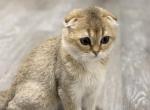 Ginger - Scottish Fold Kitten For Sale - 