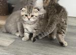 Litter B - Scottish Fold Kitten For Sale - Rio Linda&comma; CA&comma; US