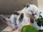 Pegasus - Persian Kitten For Sale - Brooklyn&comma; NY&comma; US