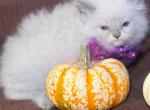 Ragdolls - Ragdoll Kitten For Sale - Barberton&comma; OH&comma; US