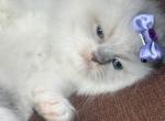 Ragdolls - Ragdoll Kitten For Sale - 