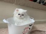 White male with BLUE eyes 9 weeks old - Persian Kitten For Sale - Chowchilla&comma; CA&comma; US