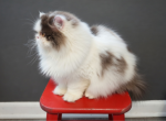 Cfa chocolate female persian kitten - Persian Kitten For Sale - Woodburn&comma; IN&comma; US