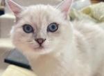 Igor - British Shorthair Kitten For Sale - PA&comma; US