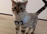 Adult Snow Bengal Cat Male - Bengal Cat For Sale - Bellevue&comma; WA&comma; US