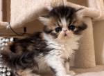 Calico kitty - Persian Kitten For Sale - Stilwell&comma; OK&comma; US