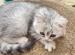 Masha - Scottish Fold Kitten For Sale - PA&comma; US