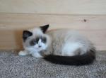 Davey - Ragdoll Kitten For Sale - Lebanon&comma; PA&comma; US