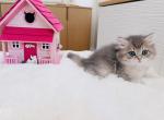 Mia - British Shorthair Kitten For Sale - Yorba Linda&comma; CA&comma; US