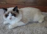 Jingle - Ragdoll Kitten For Sale - Lebanon&comma; PA&comma; US