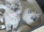 Pumpkin patch - Ragdoll Kitten For Sale - Parker&comma; CO&comma; US