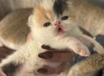 Gorgeous Christmas kittens available - Persian Kitten For Sale - Arlington Heights&comma; IL&comma; US