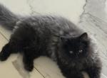 Tito - Ragdoll Kitten For Sale - 