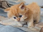 Lucky boy - Persian Kitten For Sale - Brooklyn&comma; NY&comma; US