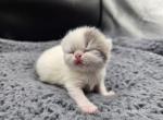 Bo  CHRISTMAS KITTEN - Exotic Kitten For Sale - Bois D Arc&comma; MO&comma; US