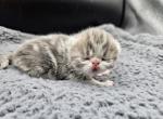 Luke  CHRISTMAS KITTEN - Exotic Kitten For Sale - Bois D Arc&comma; MO&comma; US