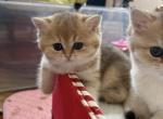 Dasha - British Shorthair Kitten For Sale - Brooklyn&comma; NY&comma; US