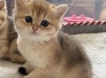 Dasha 1 - British Shorthair Kitten For Sale - Brooklyn&comma; NY&comma; US