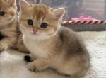 Dasha 1 - British Shorthair Kitten For Sale - New York&comma; NY&comma; US