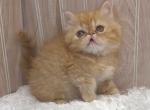 Red boy Springfield Missouri - Persian Kitten For Sale - Wichita&comma; KS&comma; US