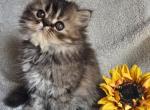 Tabby girl Springfield Missouri - Persian Kitten For Sale - Wichita&comma; KS&comma; US