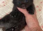 Lil Bear - Munchkin Kitten For Sale - Vicksburg&comma; MS&comma; US