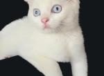 American Curl Omaha Nebraska - American Curl Kitten For Sale - Wichita&comma; KS&comma; US