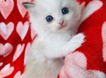 Octobers Litter - Ragdoll Kitten For Sale - 