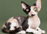 Calico Devon Rex - Devon Rex Kitten For Sale - Hollywood&comma; FL&comma; US