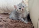 Blue spotted Scottish Straight girl - Scottish Straight Kitten For Sale - City Of Spokane Valley&comma; WA&comma; US