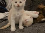 Nesta - Maine Coon Kitten For Sale - Gainesville&comma; GA&comma; US
