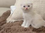 Cream bicolor Scottish Fold boy - Scottish Fold Kitten For Sale - City Of Spokane Valley&comma; WA&comma; US