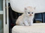 Cream bicolor Highland Straight boy - Scottish Straight Kitten For Sale - City Of Spokane Valley&comma; WA&comma; US