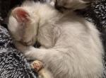 Siamese American Longhair mix - Siamese Kitten For Sale - 