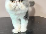 Teddi - Persian Cat For Sale - Lawrenceville&comma; GA&comma; US