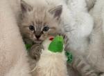 Ragdoll snow maine coon - Maine Coon Kitten For Sale - 